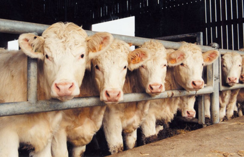 L’indice de consommation des bovins se dégrade en fin d’engraissement