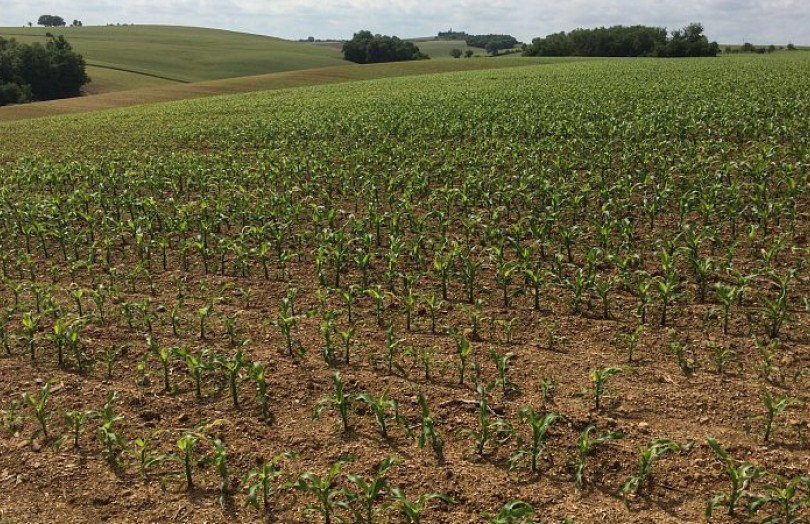 Maïs conduit en bio : faut-il apporter des engrais du commerce ?