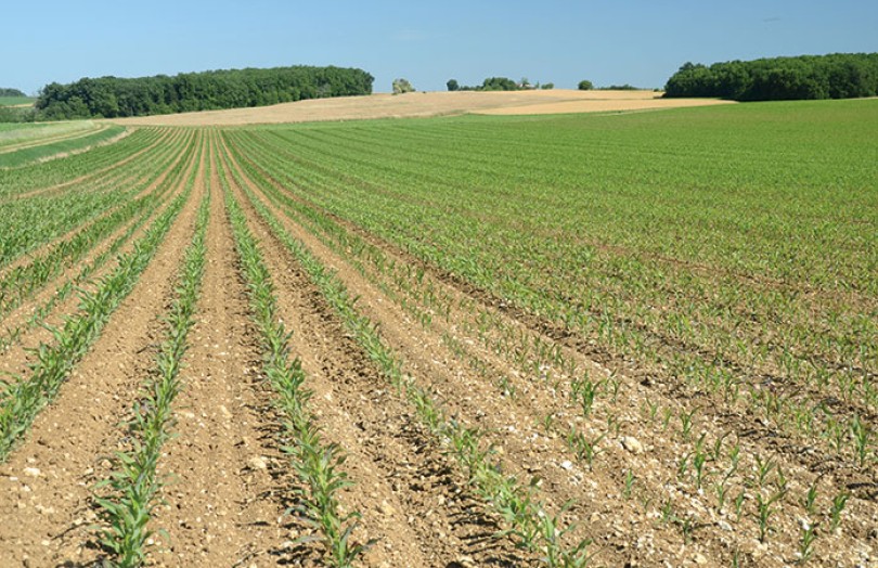 Quelles sont les pistes d’économies d’azote sur maïs ?