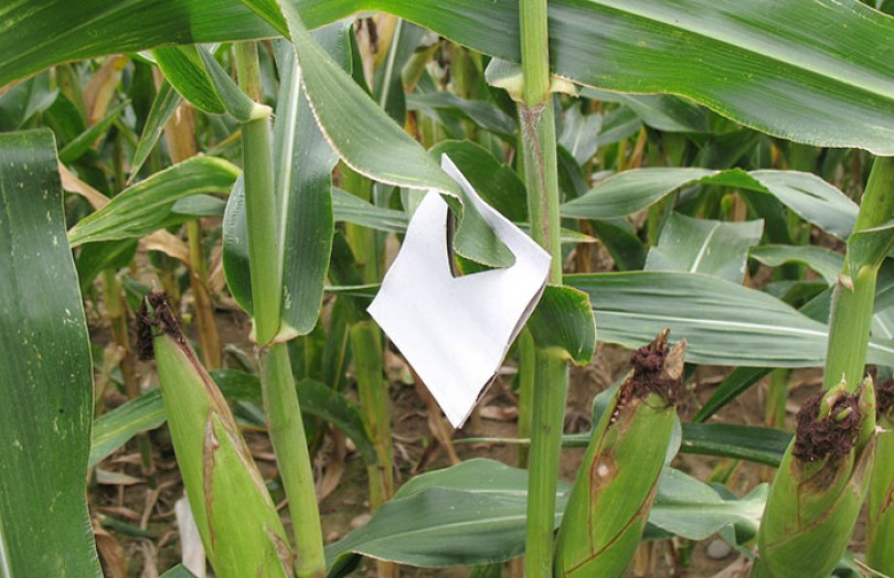 Les trichogrammes, des auxiliaires spécifiques de la pyrale du maïs
