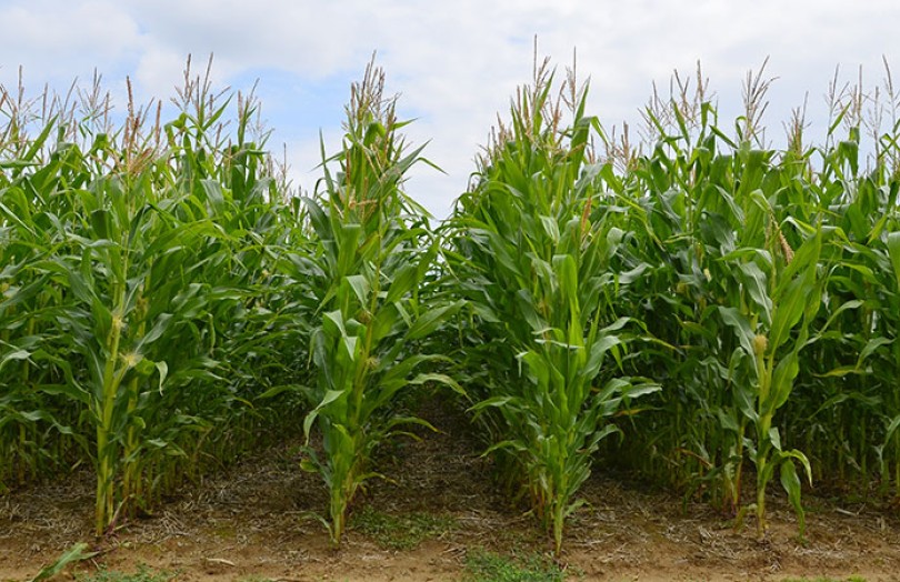 Agriculture biologique : les variétés de maïs disponibles en France