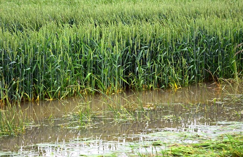 Le blé au stade tallage peu sensible aux excès d'eau