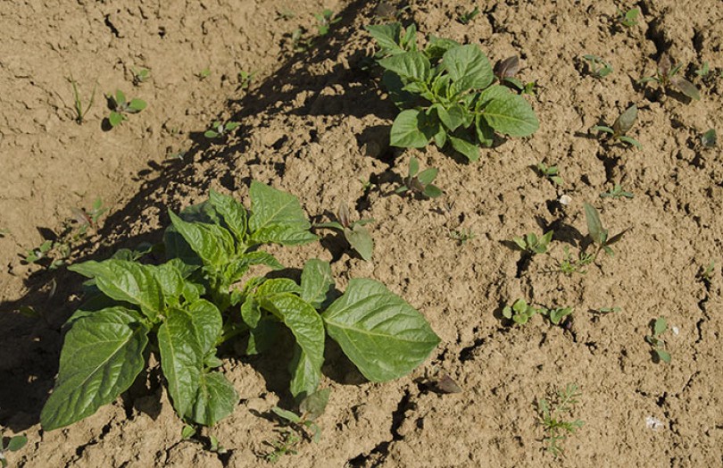 Désherber la pomme de terre : les herbicides efficaces en postlevée en région Nord