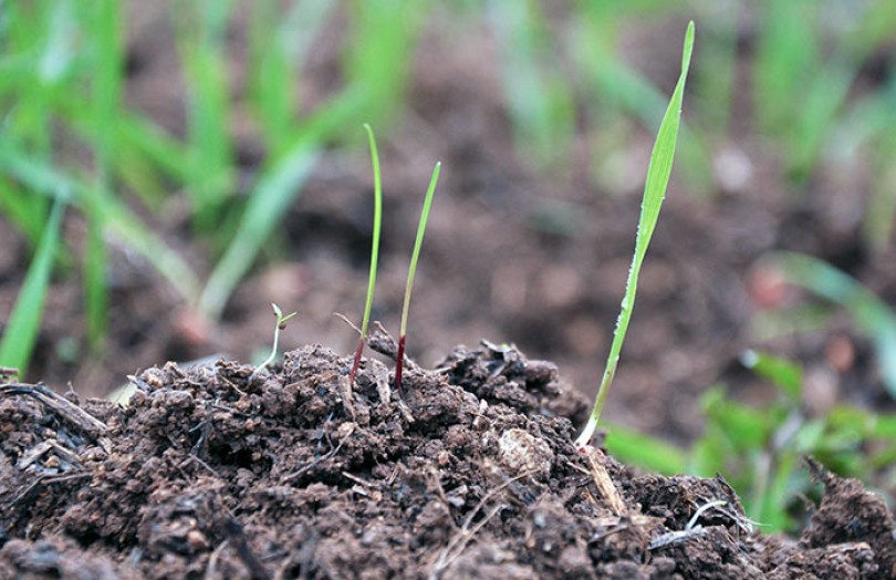 Fiches Adventices : lutter durablement contre les mauvaises herbes