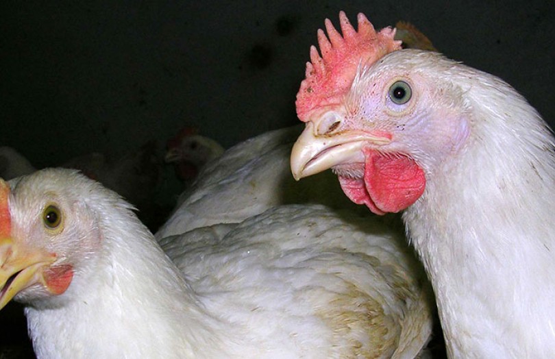 Triticale : un aliment de choix pour les poulets