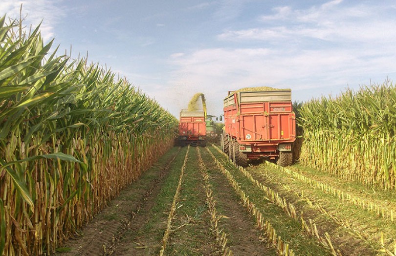 Qualité des maïs fourrages récoltés en 2021 : un bilan mitigé