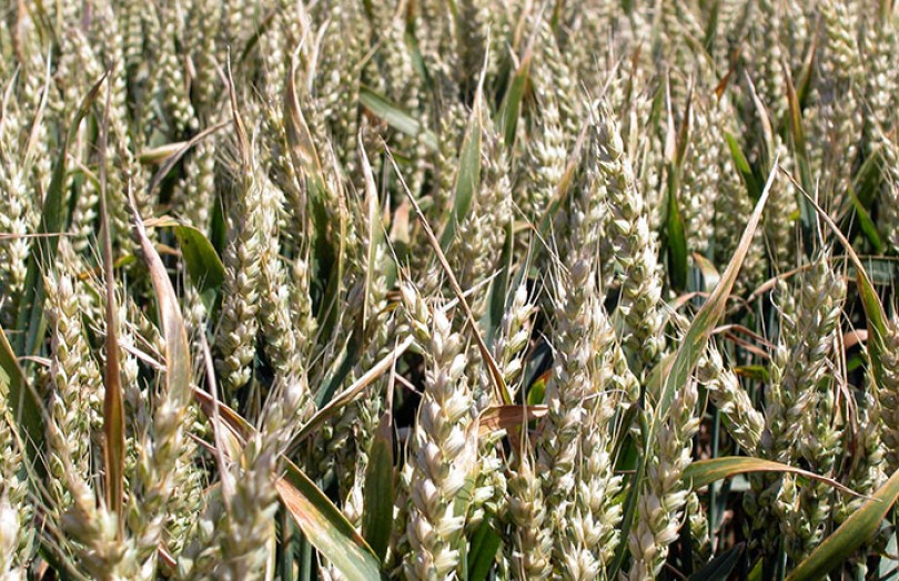 Le début du remplissage des blés en 2022 en Lorraine