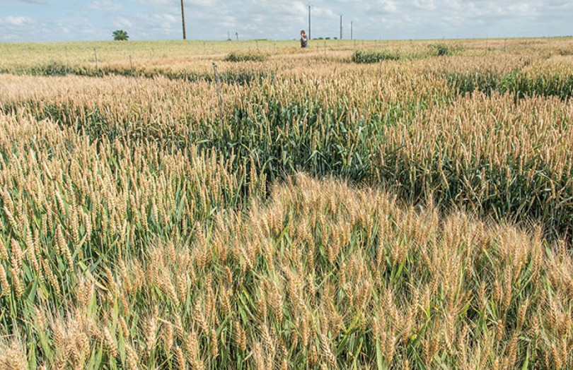 Maladies du blé tendre et résistance des variétés récentes