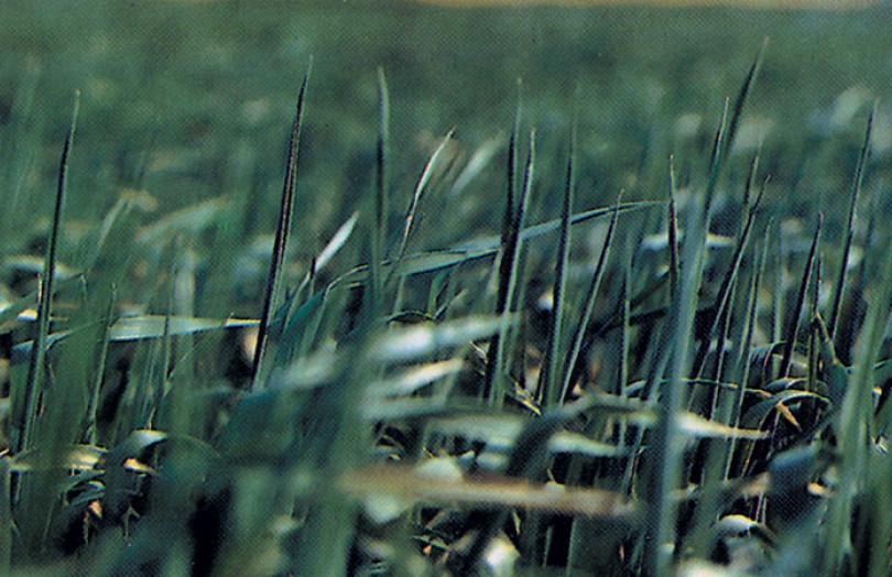 Déficit hydrique sur blé en fin de montaison en mai 2022 en Lorraine