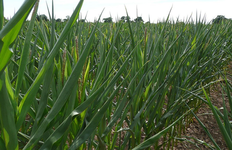 Les effets de la canicule sur le maïs 2022 en Pays de la Loire