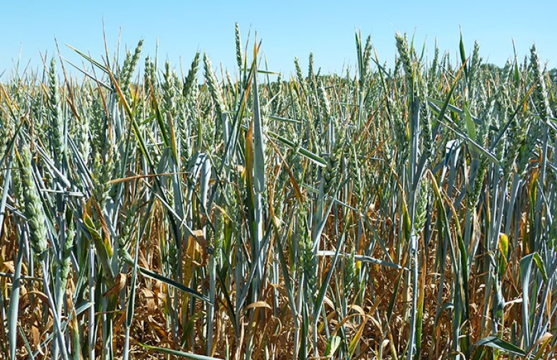 Les impacts de la sécheresse sur la physiologie du blé