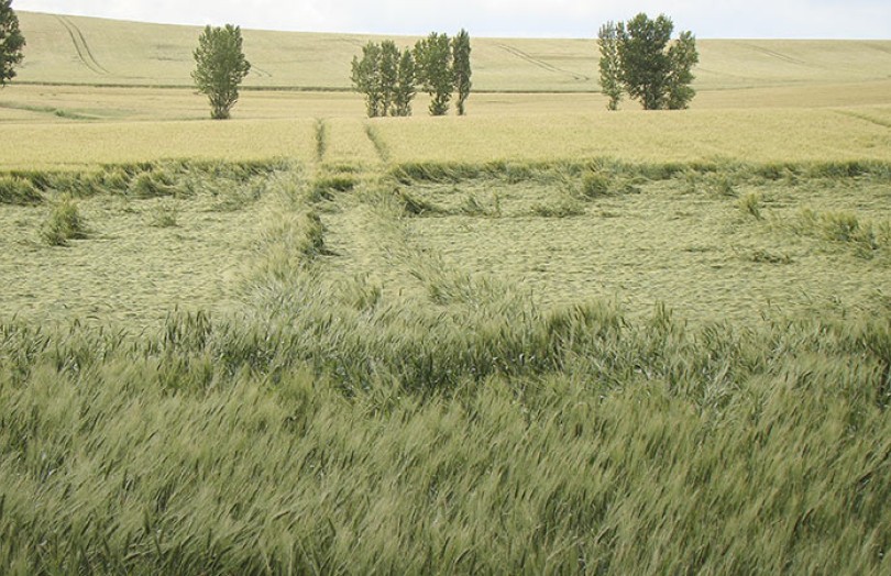Céréales à paille : l'irrigation favorise la verse