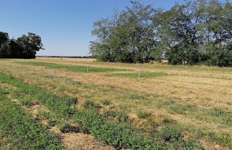 Essai Prair’Irr d’irrigation de prairies temporaires et luzernières