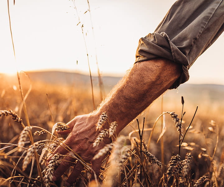 Agriculteur avec une main dans un champ de blé tendre