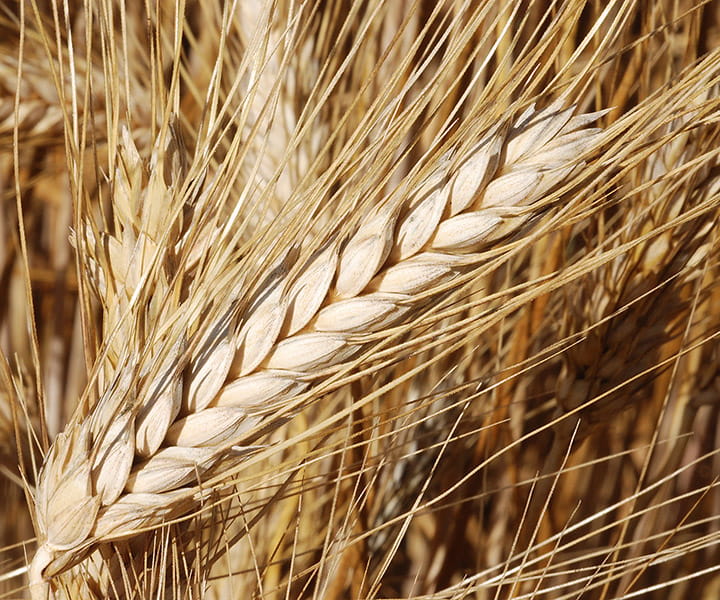 Zoom sur un épi de blé dur dans un champ