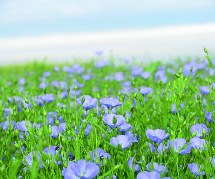 Champ de fleurs de lin