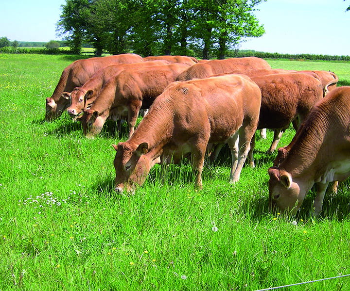 Vaches broutant dans une prairie