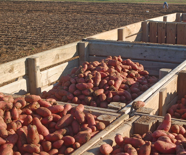 Caisses de récolte de pommes de terre